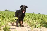 BEAUCERON - PUPPIES 015